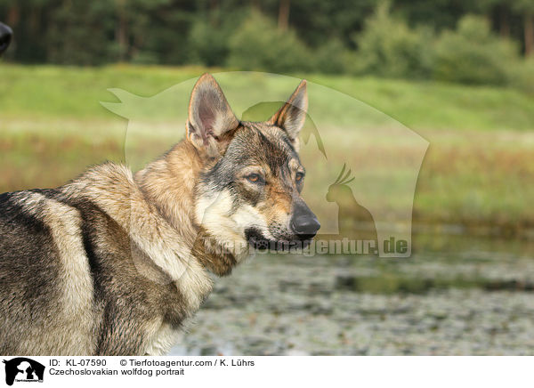 Tschechoslowakischer Wolfhund Portrait / Czechoslovakian wolfdog portrait / KL-07590