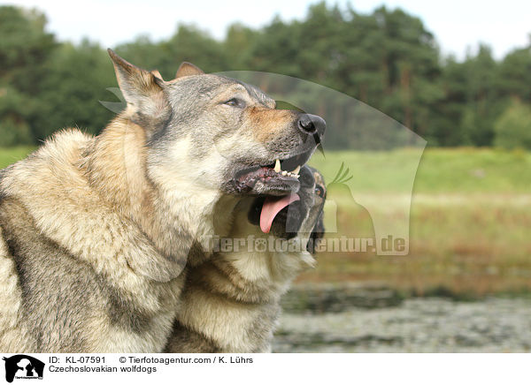 Czechoslovakian wolfdogs / KL-07591