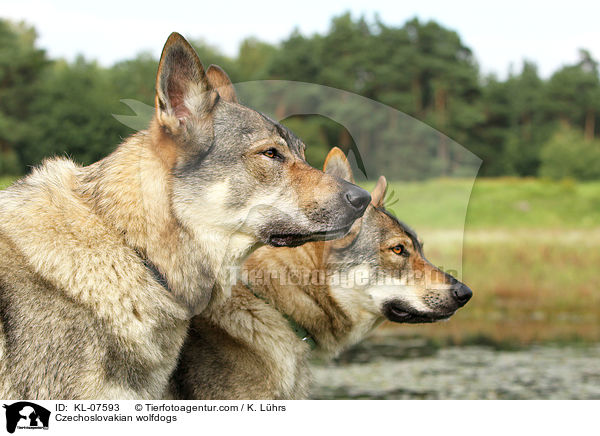 Tschechoslowakische Wolfhunde / Czechoslovakian wolfdogs / KL-07593