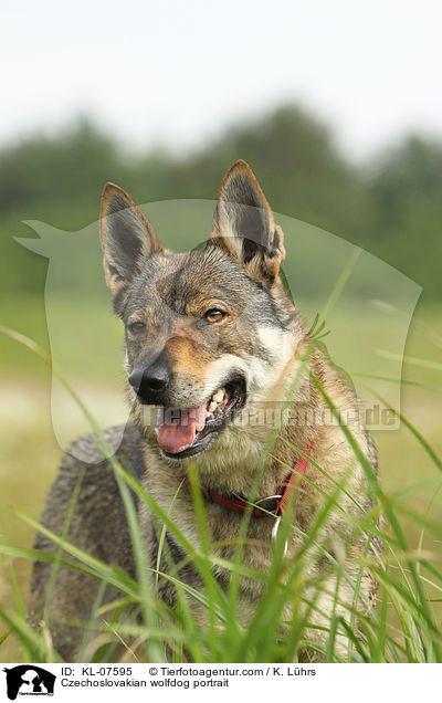 Czechoslovakian wolfdog portrait / KL-07595