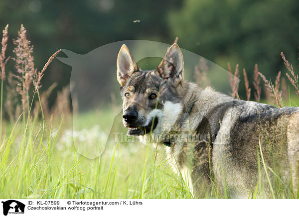 Czechoslovakian wolfdog portrait / KL-07599