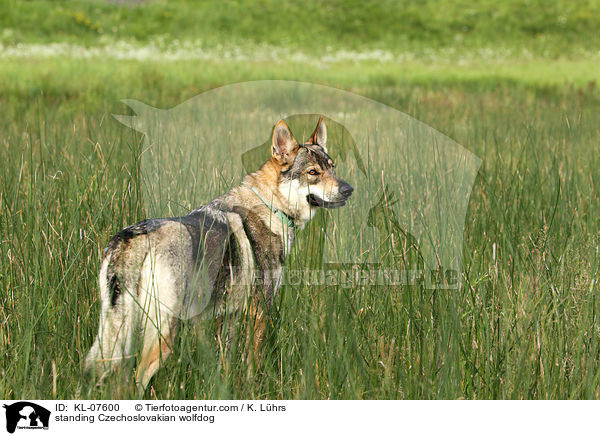 standing Czechoslovakian wolfdog / KL-07600