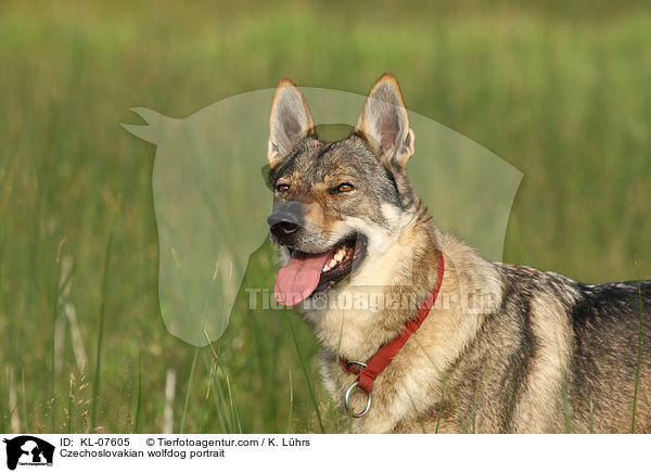 Tschechoslowakischer Wolfhund Portrait / Czechoslovakian wolfdog portrait / KL-07605