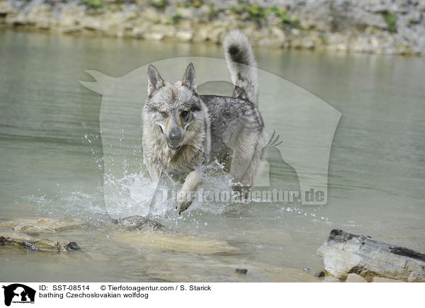 bathing Czechoslovakian wolfdog / SST-08514