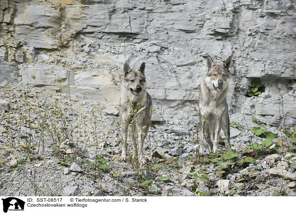 Tschechoslowakische Wolfhunde / Czechoslovakian wolfdogs / SST-08517