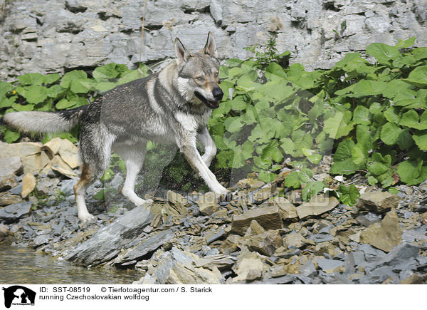 rennender Tschechoslowakischer Wolfhund / running Czechoslovakian wolfdog / SST-08519