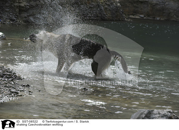 Tschechoslowakischer Wolfhund schttelt sich / shaking Czechoslovakian wolfdog / SST-08522