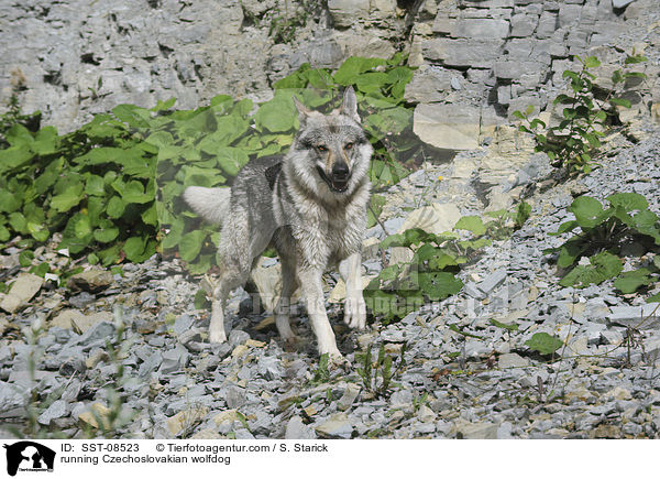 rennender Tschechoslowakischer Wolfhund / running Czechoslovakian wolfdog / SST-08523