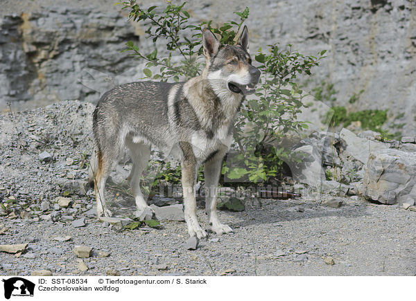 Tschechoslowakischer Wolfhund / Czechoslovakian wolfdog / SST-08534