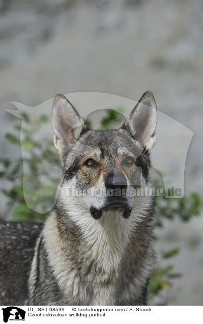 Tschechoslowakischer Wolfhund Portrait / Czechoslovakian wolfdog portrait / SST-08539