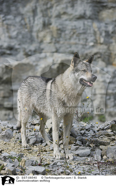 Tschechoslowakischer Wolfhund / Czechoslovakian wolfdog / SST-08540