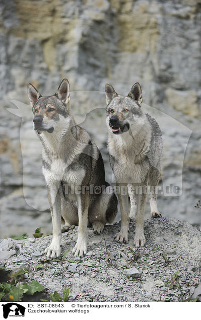 Tschechoslowakische Wolfhunde / Czechoslovakian wolfdogs / SST-08543