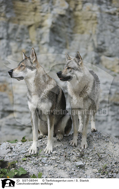 Tschechoslowakische Wolfhunde / Czechoslovakian wolfdogs / SST-08544