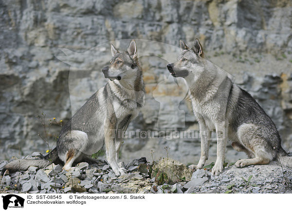 Tschechoslowakische Wolfhunde / Czechoslovakian wolfdogs / SST-08545