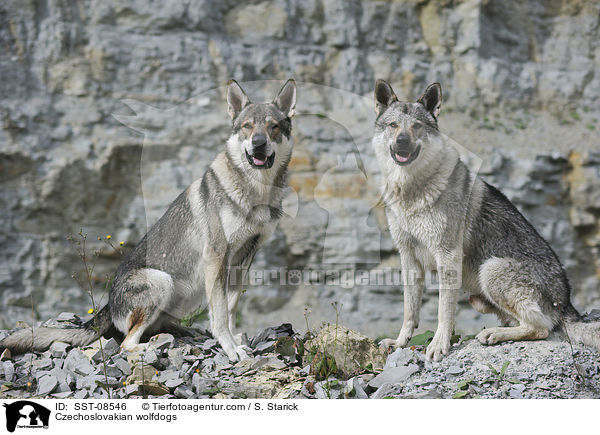 Tschechoslowakische Wolfhunde / Czechoslovakian wolfdogs / SST-08546