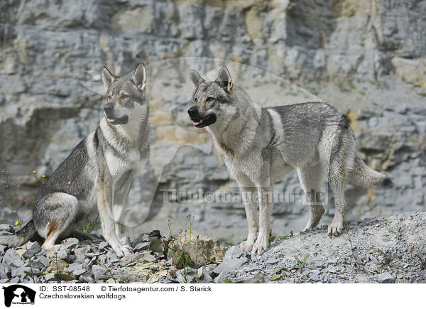 Tschechoslowakische Wolfhunde / Czechoslovakian wolfdogs / SST-08548