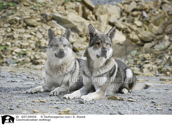 Tschechoslowakische Wolfhunde / Czechoslovakian wolfdogs / SST-08549