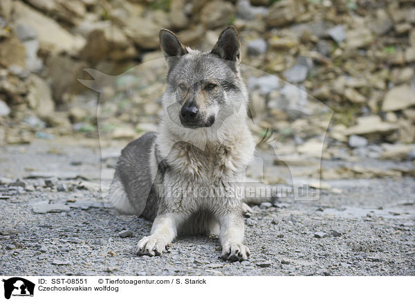 Tschechoslowakischer Wolfhund / Czechoslovakian wolfdog / SST-08551