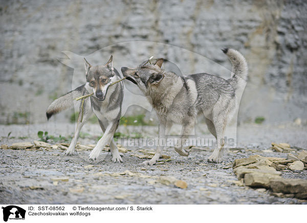 Czechoslovakian wolfdogs / SST-08562