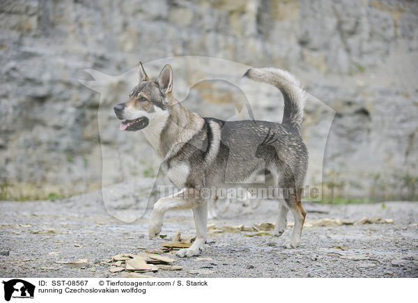 rennender Tschechoslowakischer Wolfhund / running Czechoslovakian wolfdog / SST-08567