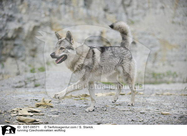 running Czechoslovakian wolfdog / SST-08571