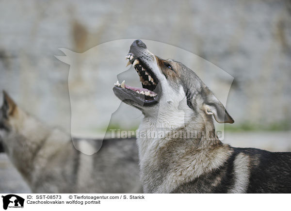 Czechoslovakian wolfdog portrait / SST-08573