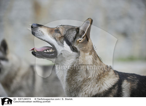 Czechoslovakian wolfdog portrait / SST-08574