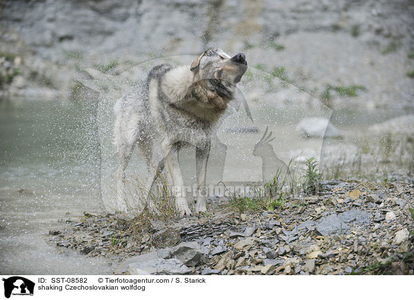shaking Czechoslovakian wolfdog / SST-08582