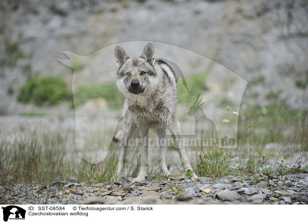 Czechoslovakian wolfdog / SST-08584