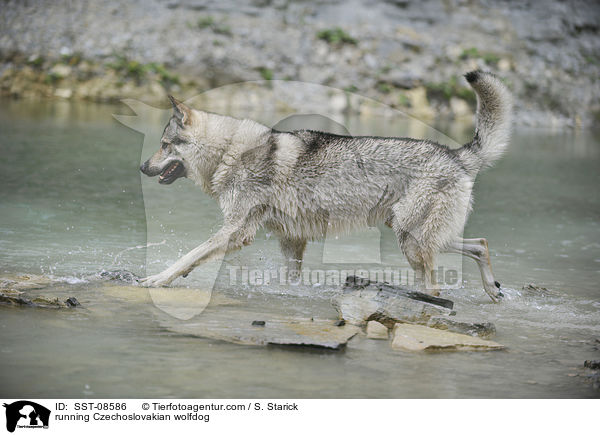 rennender Tschechoslowakischer Wolfhund / running Czechoslovakian wolfdog / SST-08586