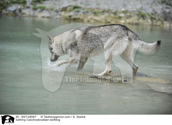 badender Tschechoslowakischer Wolfhund / bathing Czechoslovakian wolfdog / SST-08587
