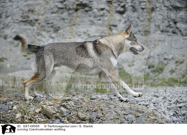 rennender Tschechoslowakischer Wolfhund / running Czechoslovakian wolfdog / SST-08595