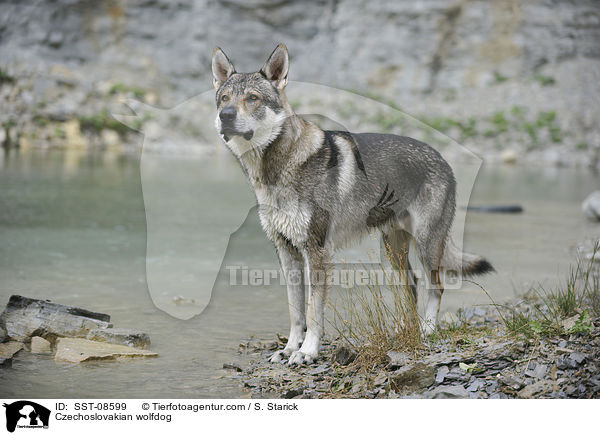 Tschechoslowakischer Wolfhund / Czechoslovakian wolfdog / SST-08599