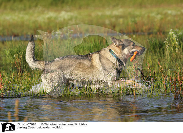 spielender Tschechoslowakischer Wolfshund / playing Czechoslovakian wolfdog / KL-07683