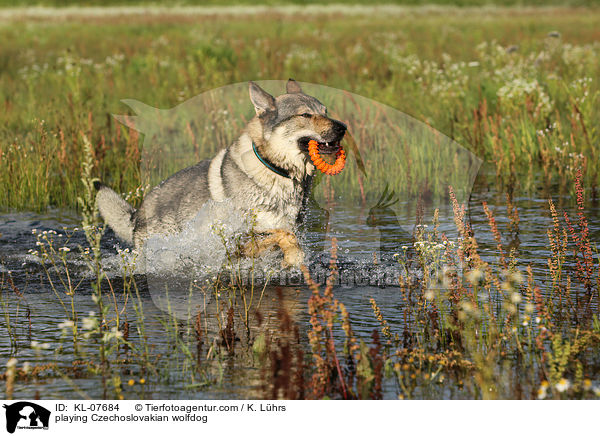 spielender Tschechoslowakischer Wolfshund / playing Czechoslovakian wolfdog / KL-07684