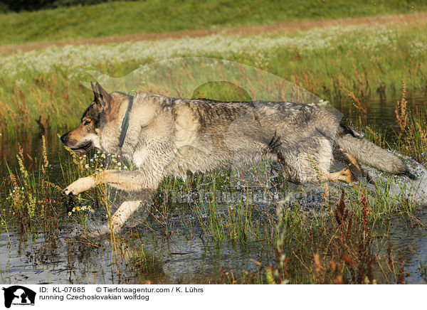 rennender Tschechoslowakischer Wolfshund / running Czechoslovakian wolfdog / KL-07685