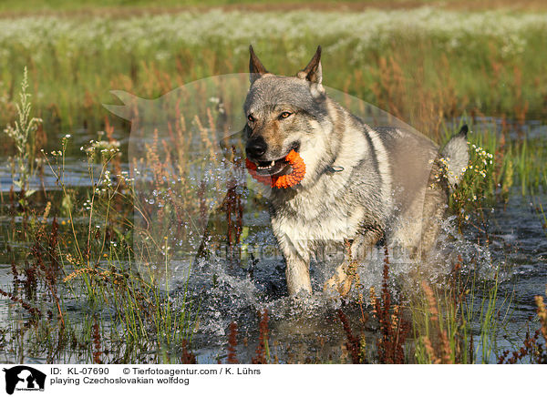 spielender Tschechoslowakischer Wolfshund / playing Czechoslovakian wolfdog / KL-07690