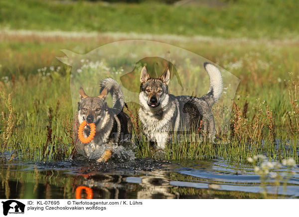 spielende Tschechoslowakische Wolfshunde / playing Czechoslovakian wolfdogs / KL-07695