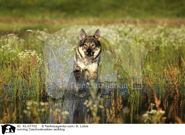 rennender Tschechoslowakischer Wolfshund / running Czechoslovakian wolfdog / KL-07702