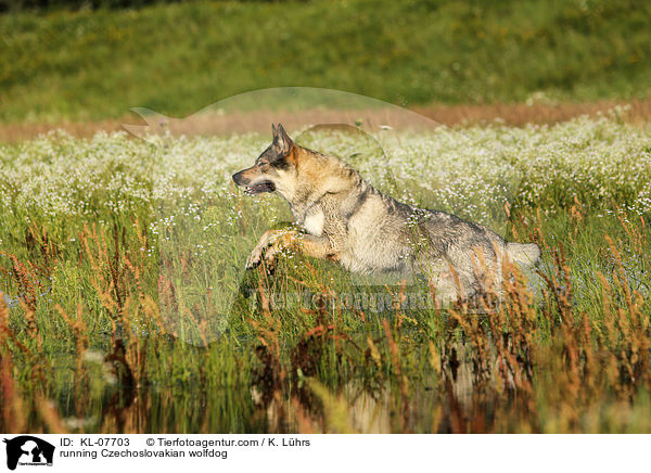 rennender Tschechoslowakischer Wolfshund / running Czechoslovakian wolfdog / KL-07703