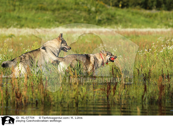 spielende Tschechoslowakische Wolfshunde / playing Czechoslovakian wolfdogs / KL-07704