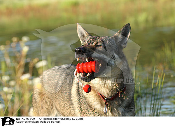 Tschechoslowakischer Wolfshund Portrait / Czechoslovakian wolfdog portrait / KL-07709