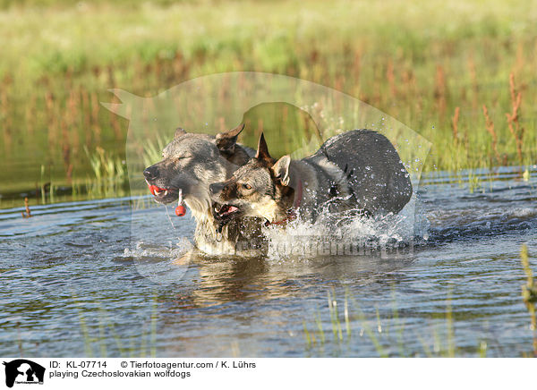 spielende Tschechoslowakische Wolfshunde / playing Czechoslovakian wolfdogs / KL-07714