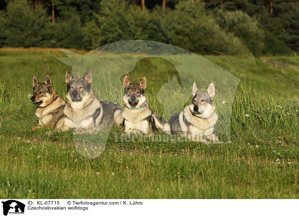 Tschechoslowakische Wolfshunds / Czechoslovakian wolfdogs / KL-07715