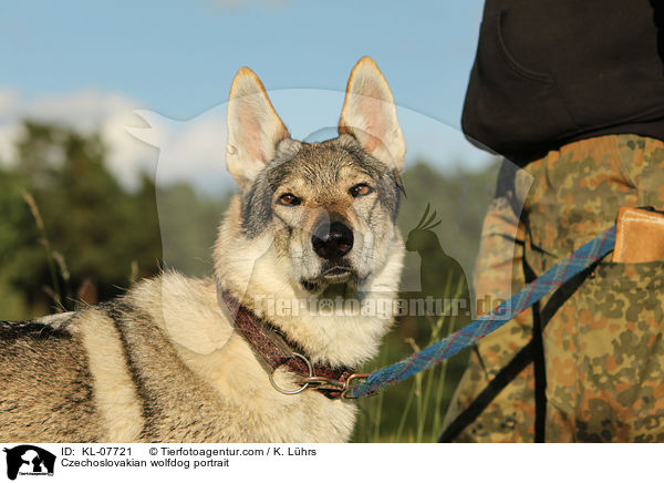 Tschechoslowakischer Wolfshund Portrait / Czechoslovakian wolfdog portrait / KL-07721