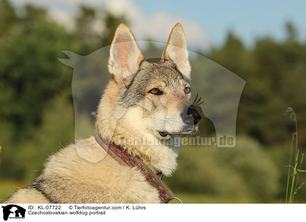 Tschechoslowakischer Wolfshund Portrait / Czechoslovakian wolfdog portrait / KL-07722