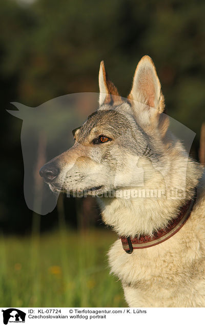 Tschechoslowakischer Wolfshund Portrait / Czechoslovakian wolfdog portrait / KL-07724