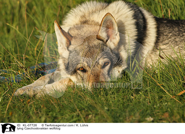 liegender Tschechoslowakischer Wolfshund / lying Czechoslovakian wolfdog / KL-07726