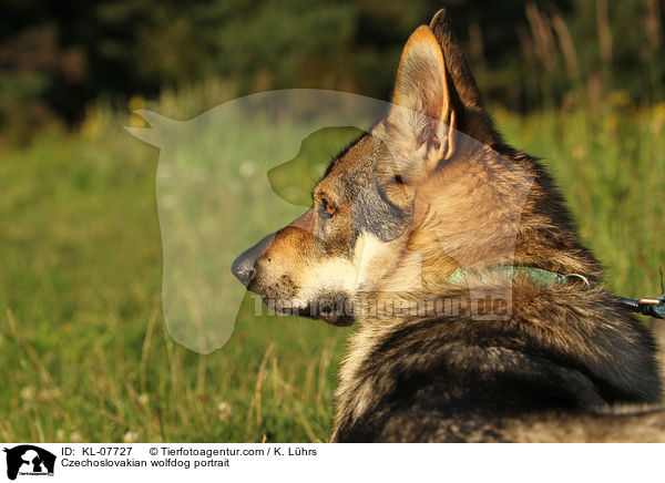 Tschechoslowakischer Wolfshund Portrait / Czechoslovakian wolfdog portrait / KL-07727