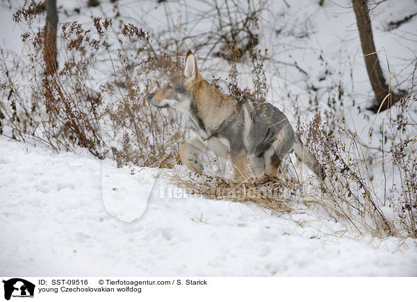 junger Tschechoslowakischer Wolfshund / young Czechoslovakian wolfdog / SST-09516